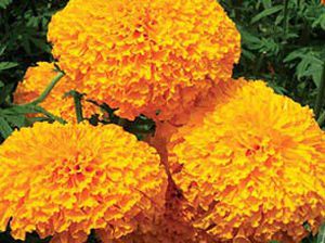 Semente de flor anual - Mega F1 - eastwestseed - laranja / para jardim / híbrida