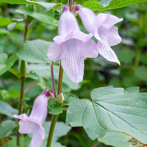 Semente de flor perene - Ceratotheca triloba - Select Seeds - violeta / para jardim