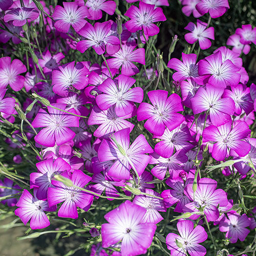 Semente de flor anual - Agrostemma githago - Select Seeds - violeta / para vaso / a cortar