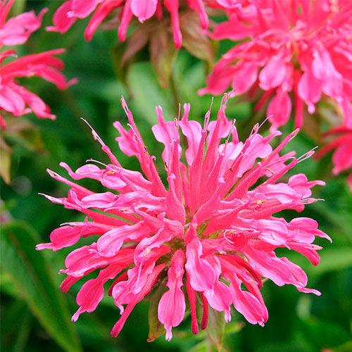 Semente de flor perene - Monarda didyma - Select Seeds - rosa / a cortar / para atrair borboletas