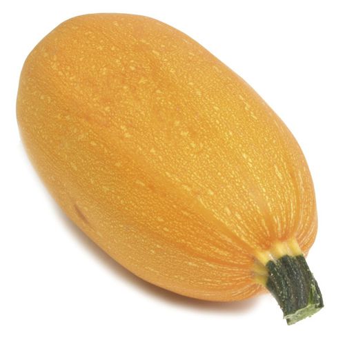 Semente de abóbora precoce - Orangetti - Origene seed - híbrida