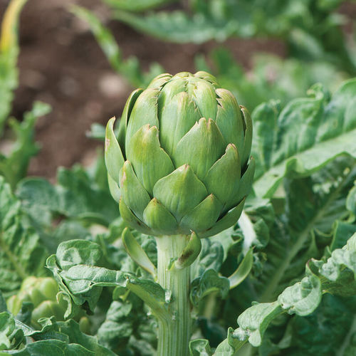 Semente de alcachofra precoce - Imperial Star - johnnyseeds - anual / de verão / híbrida