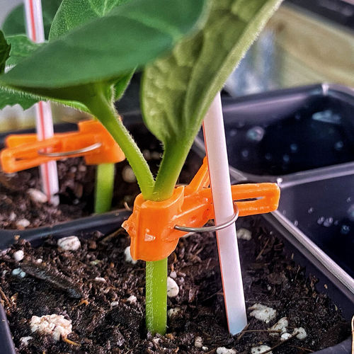 Semente de pepino híbrida - Tetsukabuto Rootstock - johnnyseeds