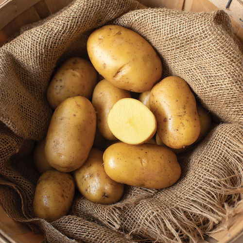 Semente de batata precoce - Natascha - johnnyseeds - para consumo / resistente à requeima foliar / amarela