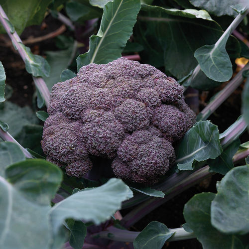 Semente de brócolis de outono - Purple Magic - johnnyseeds - híbrida