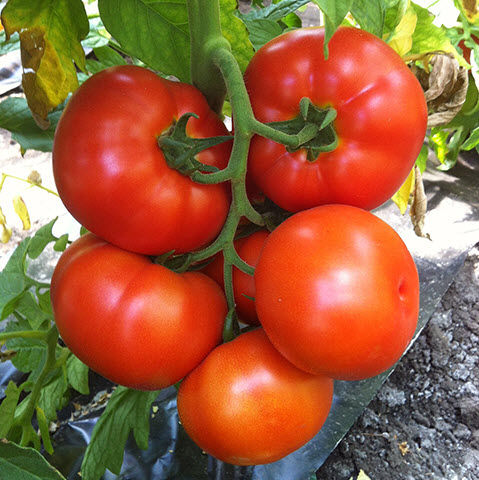 Semente de tomate vermelha - Caiman F1 - vitalisorganic - precoce / resistente à fusariose / resistente ao mosaico