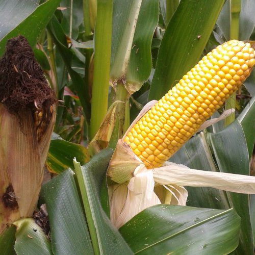 Semente de milho precoce - MADLEN - Mas Seeds - para silagem / resistente à Helmintosporiose / resistente à fusariose