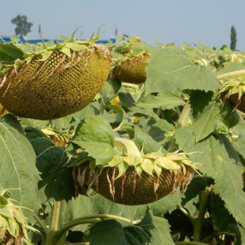 Semente de girassol semiprecoce - MAS 85.SU - Mas Seeds - resistente ao mofo branco / resistente à requeima foliar / resistente ao acamamento