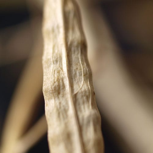 Semente de colza semitardia - COLUMBIA - Mas Seeds - de inverno / resistente à Phoma / resistente ao mofo branco
