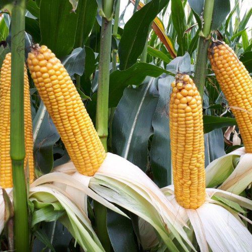 Semente de milho biológica - MAS 26.R - Mas Seeds - semiprecoce / para silagem / resistente à Helmintosporiose
