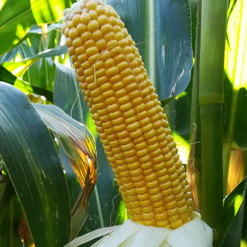 Semente de milho superprecoce - MASKARET - Mas Seeds - para silagem / resistente à Helmintosporiose / resistente à fusariose