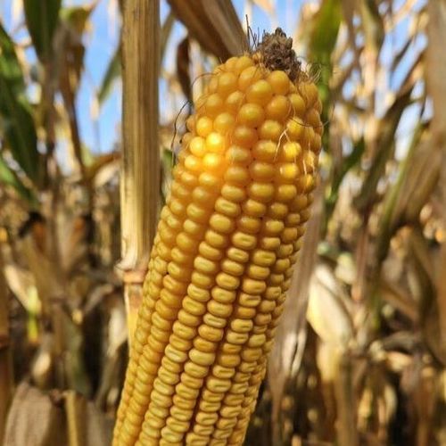 Semente de milho precoce - PEROLA - Mas Seeds - para silagem / para grãos / misto