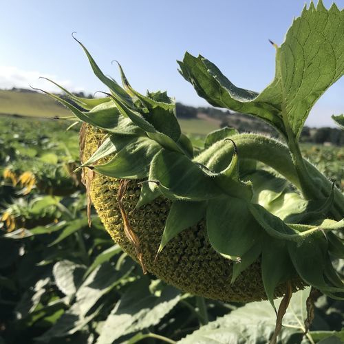 Semente de girassol semiprecoce - MDS5325HS - Mas Seeds - resistente ao mofo branco / resistente à Phoma / resistente à requeima foliar