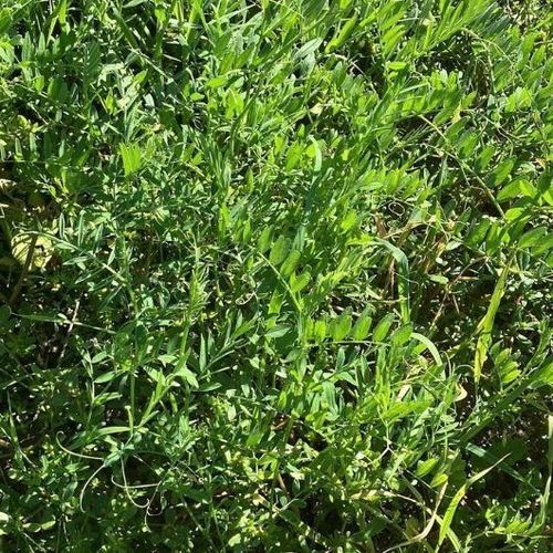 Mistura de plantas de cobertura - MAS4  - Mas Seeds - para retorno do nitrogênio ao solo / para melhorar a estrutura do solo / para atrair polinizadores
