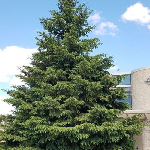 Árvore resinosa - Black Hills Spruce - NatureHills