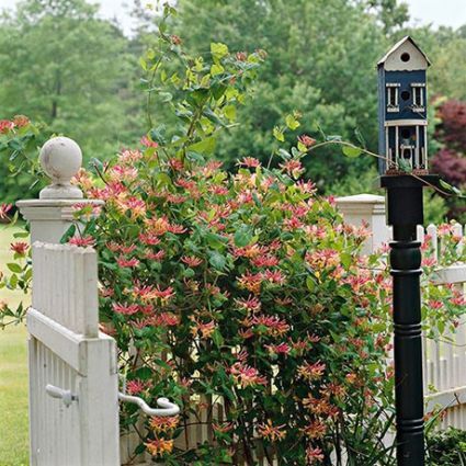 Muda de flor anual - Goldflame Honeysuckle - NatureHills - rosa / para jardim / trepadeira