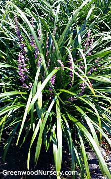 Muda de flor perene - Royal Purple Liriope - Greenwood - para jardim