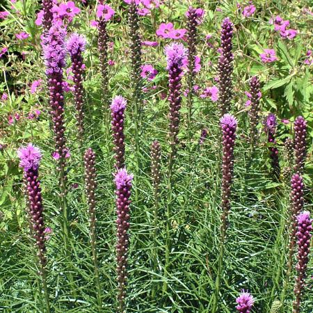 Muda de flor perene - Liatris spicata Kobold - Greenwood - rosa / violeta / para vaso
