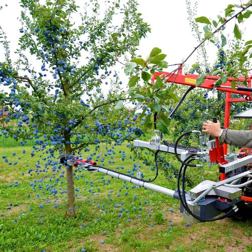 Vibrador de tronco para árvores de fruto - PESTKA - JAGODA JPS Agromachines - para amêndoas / para nozes pecan / para avelãs