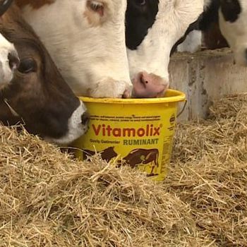 Suplementação em balde para bovinos - Vitamolix - Royal İlaç - para caprinos / para ovinos / para cavalos