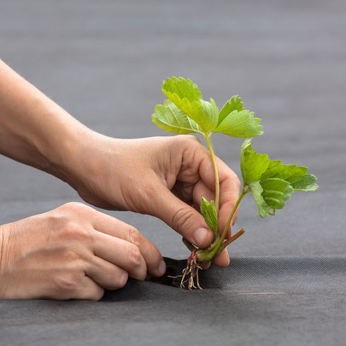 Filme plástico para cobertura de solo em polipropileno - Nonwoven Mulch - Innovative Nonwoven Solutions