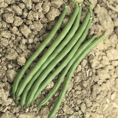 Semente de fava precoce - CRX 734 - CORA SEEDS srl - resistente ao mosaico / anual / verde