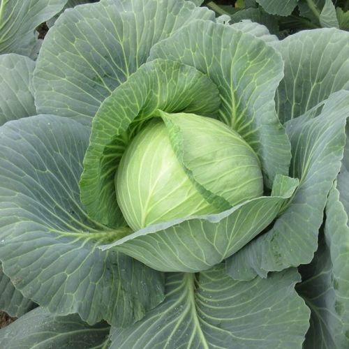 Semente de couve anual - CRX 16133 F1 - CORA SEEDS srl - resistente à fusariose
