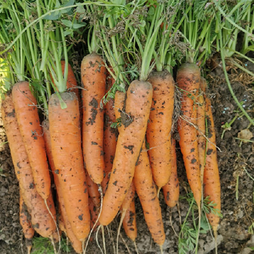 Semente de cenoura semiprecoce - CRX 13365 F1 - CORA SEEDS srl - anual / resistente ao oídio / resistente à requeima foliar