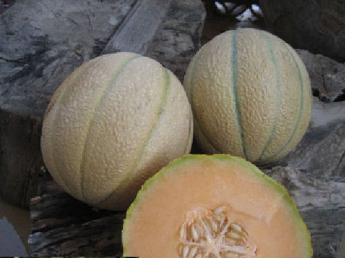 Semente de melão superprecoce - Marianna F1 - CORA SEEDS srl - resistente ao oídio / resistente ao mosaico / redonda