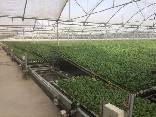 Sistema de cultivo hidropônico automático - NEW GROWING SYSTEM S.L. - para hortaliças folhosas
