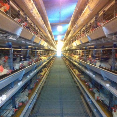 Sistema de criação de frangas - Space XL - OMAZ