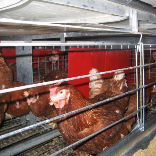 Sistema de criação de frangas - EUROPEAN MAX - FACCO