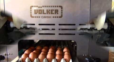 Máquina embaladora para ovos - kaiser poultry - automática / com transportador contínuo