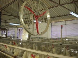 Sistema de nebulização para exploração avícola - Vijay Raj