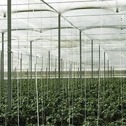 Filme para estufa - DC CRISTAL - Solplast S.A. - em PEBD / efeito térmico / reciclável