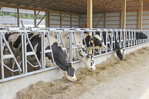 Canzil para vacas - Signature - Sturdy Built Manufacturing,LLC - em estrutura tubular / ajustável