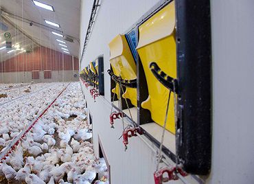 Entrada de ar para galpão de criação de animais - Valmena Ltd - de parede