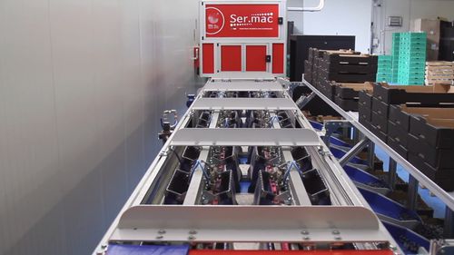 Classificadora para frutos de baga - Quadra Machinery - óptica