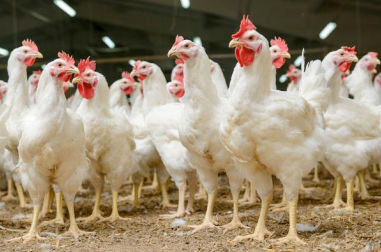 Suplemento para animais - Extra Poultry Mix - Extrafarm Albania - para aves / de vitaminas / mineral