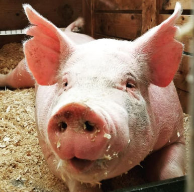 Suplemento para animais - Extra Pig Mix - Extrafarm Albania - para suínos / de vitaminas / mineral