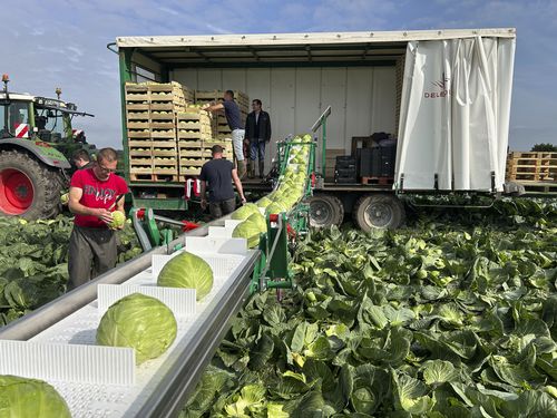 Esteira transportadora de colheita para hortaliças - DELECROIX - DELECROIX SAS - para frutas / montada em carreta / dobrável