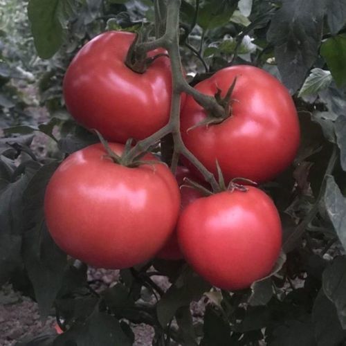 Semente de tomate rosa - KARANFİL - Manier Seeds - semiprecoce / redonda