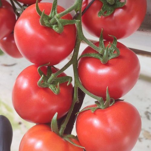 Semente de tomate vermelha - SERIALE - Manier Seeds - semiprecoce / redonda / para culturas em estufas
