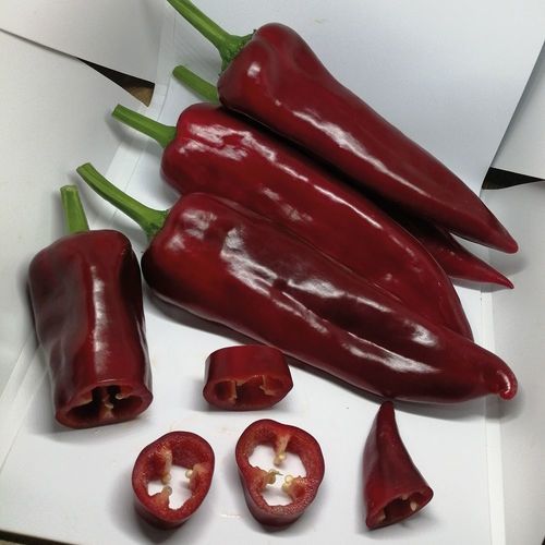 Semente de pimentão semiprecoce - MRP 8009 - Manier Seeds - de primavera / de outono / para culturas em estufas