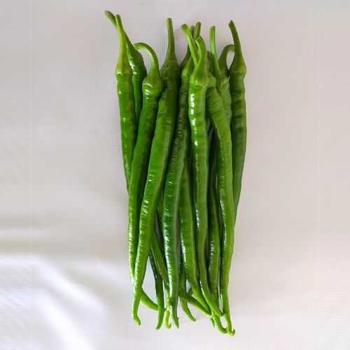Semente de pimentão precoce - HAKİM - Manier Seeds - para culturas em estufas / verde
