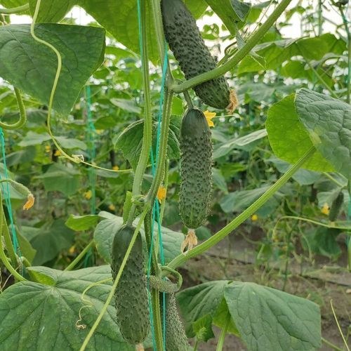 Semente de pepino de primavera - MRC 1032 - Manier Seeds - de outono / para culturas em estufas / verde