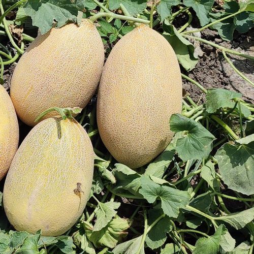 Semente de melão precoce - GİZEM - Manier Seeds - híbrida / para culturas em estufas / amarela