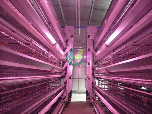 Sistema automático de alimentação com espiral - Chengdu Shengxing Poultry Machinery Co., Ltd. - para aves
