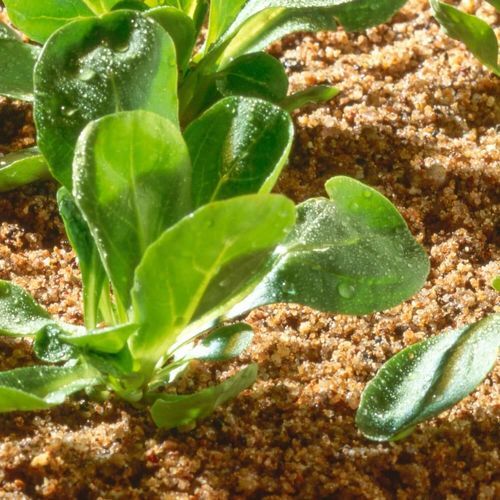 Substrato de cultivo areia grossa - Canons  - Mineravi - em saco / fino