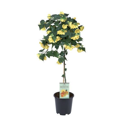 Arbusto florífero para vaso - TIGE YELLOW - Graines Voltz - Voltz Horticulture - de flores amarelas